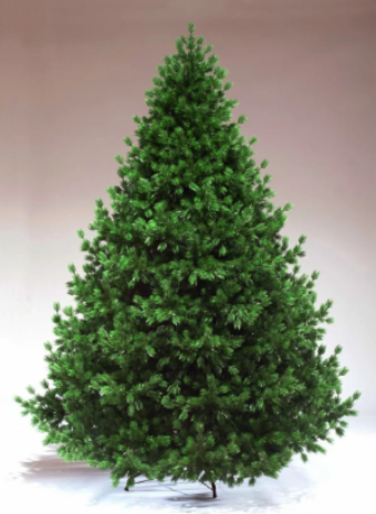 Как купить ель с пушистыми ветками